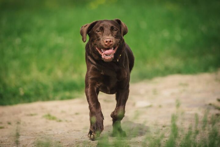 Running Type Dog Top 10 Best Dog Breeds for Running | PetGuide