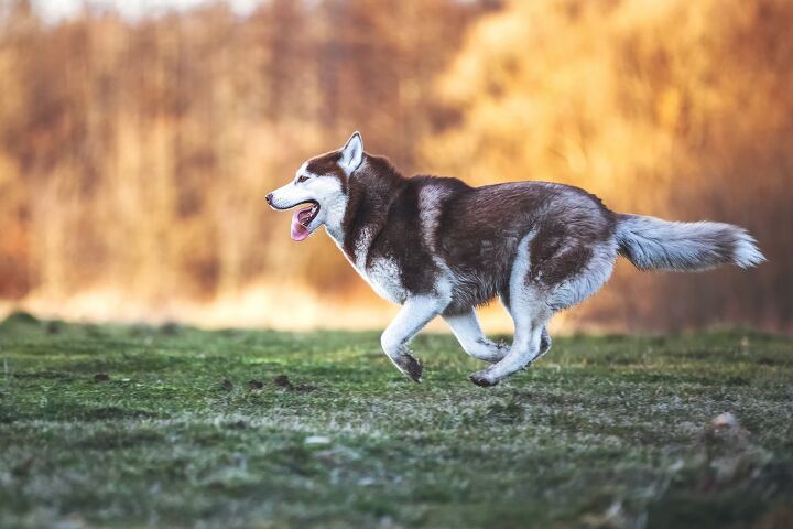 top 10 best dog breeds for running