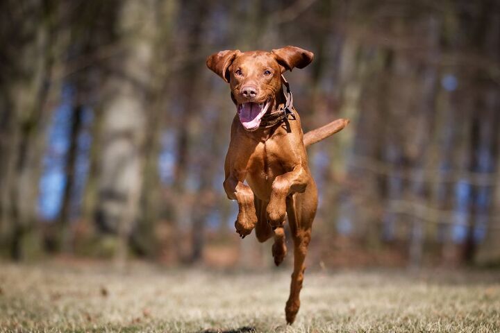 Running Type Dog Top 10 Best Dog Breeds for Running | PetGuide
