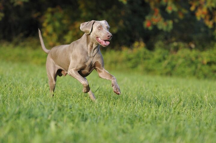 Running Type Dog Top 10 Best Dog Breeds for Running | PetGuide