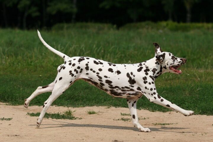 Running Type Dog Top 10 Best Dog Breeds for Running | PetGuide
