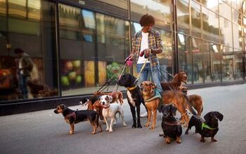 How to Find a Reliable Dog Walker