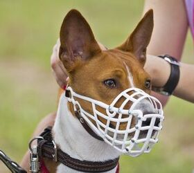 Muzzle for Medium Sized Dog，Basket Muzzle for Large Dog That Eat Everything  - Protection from Dogs While Walking，Skull Mask Muzzle Scary (4#)