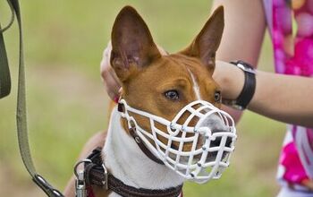 Why Your Dog May Need a Muzzle