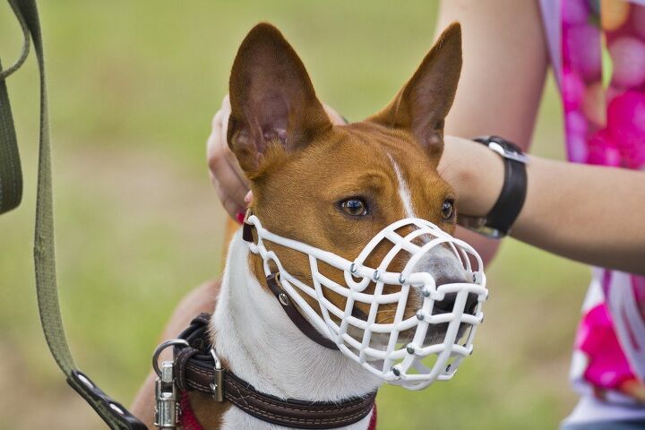 why your dog may need a muzzle