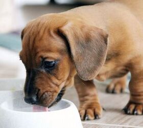 Can Dogs Drink Dairy-Free Milk Alternatives?