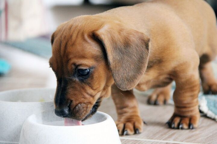 can dogs drink dairy free milk alternatives