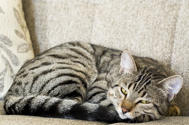 how to recognize the 10 most common ailments of senior cats