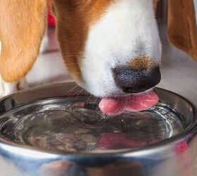should dogs drink ice cold water