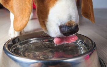 Should Dogs Drink Ice Cold Water?