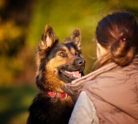 Study Shows Dogs Most Likely Our Oldest Companions