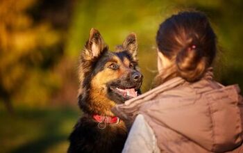 Study Shows Dogs Most Likely Our Oldest Companions