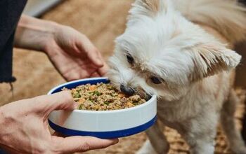 The Benefits Of Fresh Dog Food: Is It Right For Your Pup?