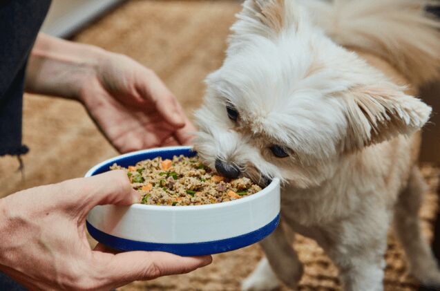 the benefits of fresh dog food is it right for your pup