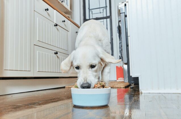 the benefits of fresh dog food is it right for your pup