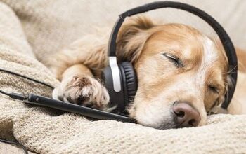 Best Music for Anxious Dogs