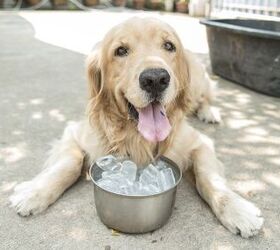 Vet Reveals the Dangers of Putting Ice Cubes in Your Dog's Water Bowl