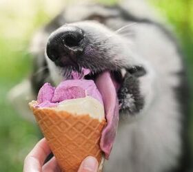 can i give my cat dog ice cream
