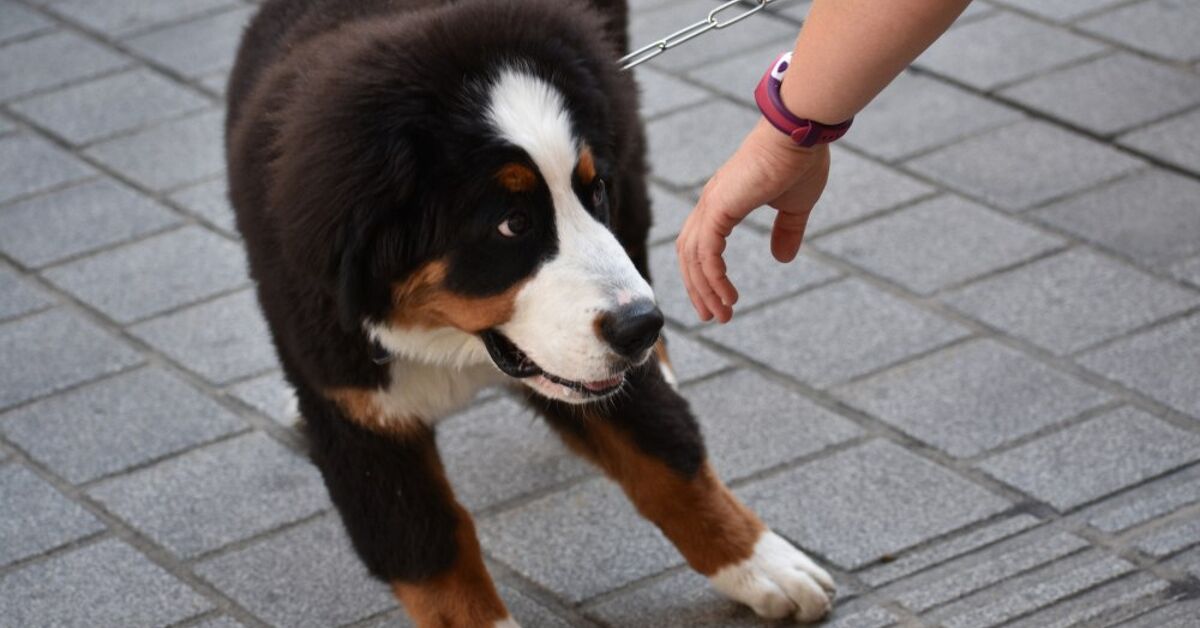How To Connect With A Skittish Dog | Petguide