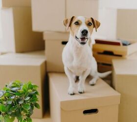 How to Keep Your Pets Safe While Moving