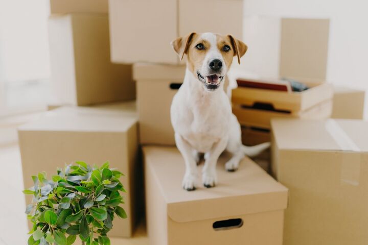 how to keep your pets safe while moving