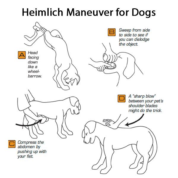 how to perform the dog heimlich maneuver