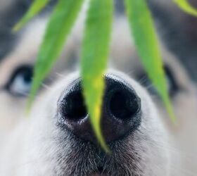 Is Smoking Weed Around Dogs Dangerous?