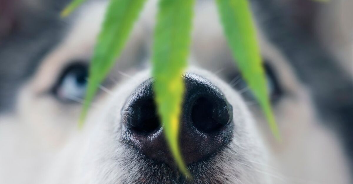 Is Smoking Weed Around Dogs Dangerous? | PetGuide