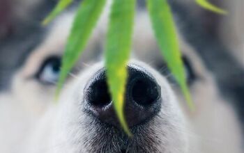 Is Smoking Weed Around Dogs Dangerous?