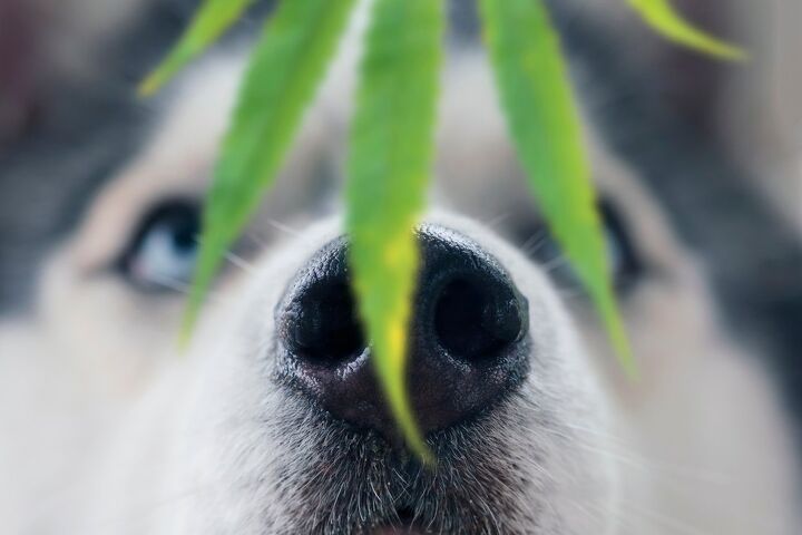 is smoking weed around dogs dangerous