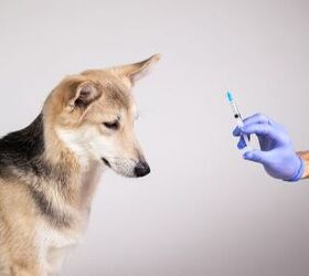 Study Suggests Shared Risk For Diabetes Between Dogs And Their Humans