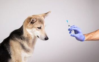 Study Suggests Shared Risk For Diabetes Between Dogs And Their Humans