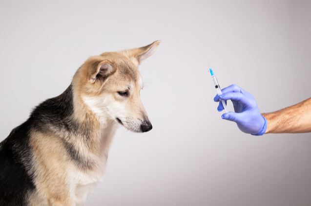 study suggests shared risk for diabetes between dogs and their humans