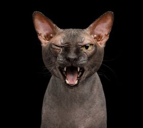 Top 10 Meanest Cat Breeds