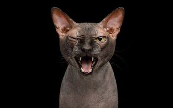 Top 10 Meanest Cat Breeds