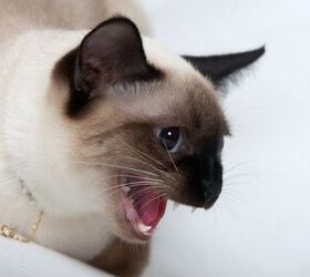 top 10 meanest cat breeds