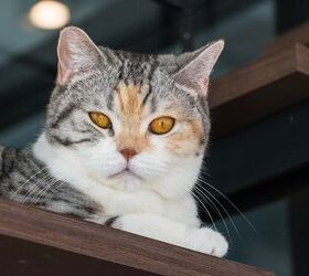top 10 meanest cat breeds