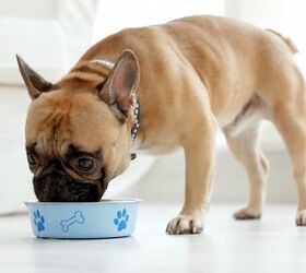 what is holistic dog food