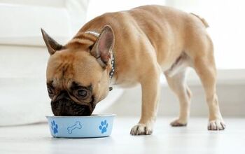 What is Holistic Dog Food?
