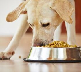 pros and cons meal feeding vs free feeding dogs