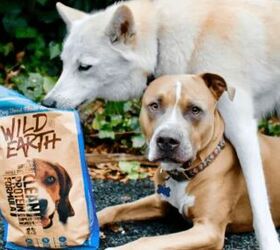 Plant-Based High-Protein Dog Foods: Busting The Myth