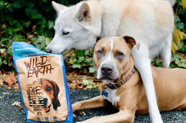 plant based high protein dog foods busting the myth
