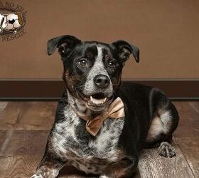 Adoptable Dog of the Week-Ollie
