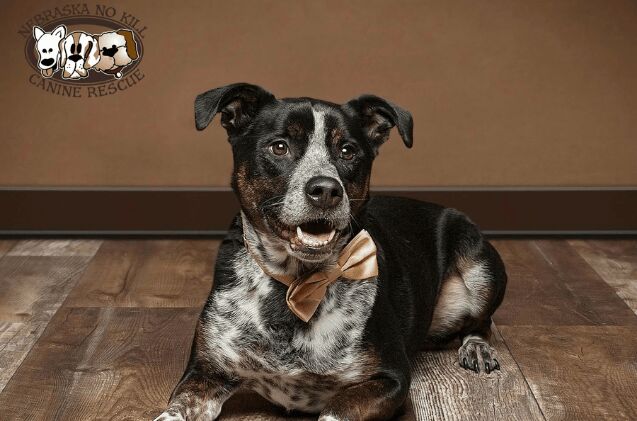 adoptable dog of the week ollie