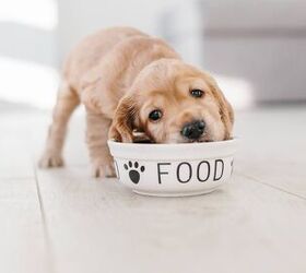 5 Reasons to Make Your Own Dog Food