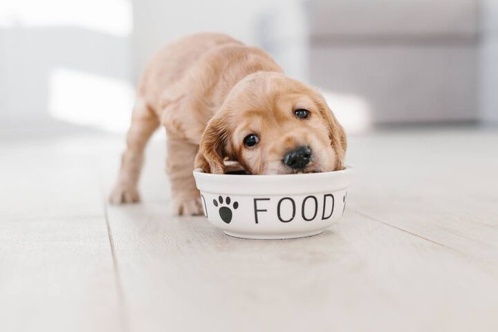 5 reasons to make your own dog food