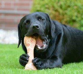 10 Most Common Items Dogs Choke On