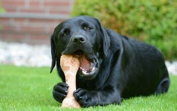 10 Most Common Items Dogs Choke On