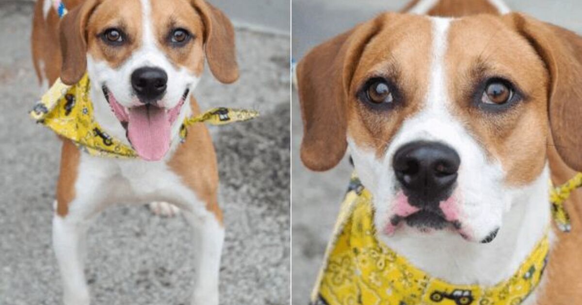 Adoptable Dog of the Week- Blake | PetGuide