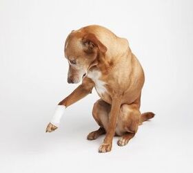 what are the signs of tetanus in a dog
